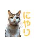 もと野生のねこ（個別スタンプ：17）
