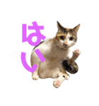 もと野生のねこ（個別スタンプ：19）