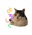 もと野生のねこ（個別スタンプ：21）