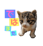 もと野生のねこ（個別スタンプ：22）
