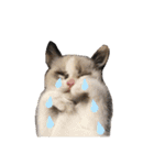 もと野生のねこ（個別スタンプ：27）