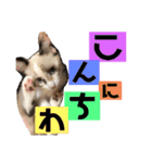 もと野生のねこ（個別スタンプ：28）