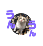 もと野生のねこ（個別スタンプ：29）