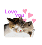 もと野生のねこ（個別スタンプ：31）