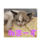 もと野生のねこ（個別スタンプ：32）