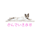 もと野生のねこ（個別スタンプ：33）