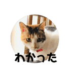 もと野生のねこ（個別スタンプ：34）