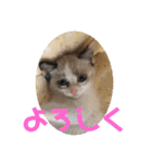 もと野生のねこ（個別スタンプ：36）