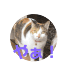 もと野生のねこ（個別スタンプ：37）