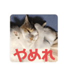 もと野生のねこ（個別スタンプ：39）