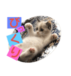 もと野生のねこ（個別スタンプ：40）