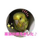 ☆第8弾☆かわいい☆セキセイインコ☆（個別スタンプ：13）