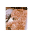 ドックドッグ（個別スタンプ：6）