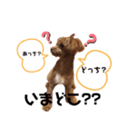 タイニープードル女の子（個別スタンプ：19）
