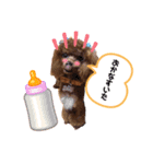 タイニープードル女の子（個別スタンプ：21）