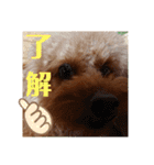 ボーちゃんの1日（個別スタンプ：11）