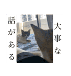 春とエアル（個別スタンプ：2）