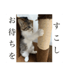 春とエアル（個別スタンプ：3）