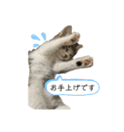 春とエアル（個別スタンプ：4）