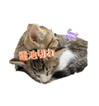 春とエアル（個別スタンプ：5）
