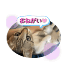 春とエアル（個別スタンプ：6）
