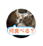 春とエアル（個別スタンプ：11）