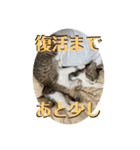 春とエアル（個別スタンプ：16）