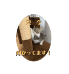 春とエアル（個別スタンプ：19）