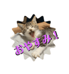 春とエアル（個別スタンプ：27）