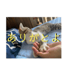 春とエアル（個別スタンプ：37）