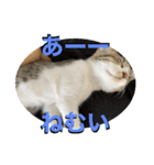 春とエアル（個別スタンプ：38）