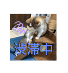 春とエアル（個別スタンプ：40）