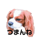 孤高のキャバリア犬、その名はジャック（個別スタンプ：1）