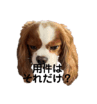 孤高のキャバリア犬、その名はジャック（個別スタンプ：2）