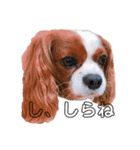 孤高のキャバリア犬、その名はジャック（個別スタンプ：3）