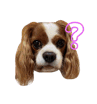 孤高のキャバリア犬、その名はジャック（個別スタンプ：4）