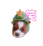孤高のキャバリア犬、その名はジャック（個別スタンプ：5）