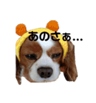 孤高のキャバリア犬、その名はジャック（個別スタンプ：6）
