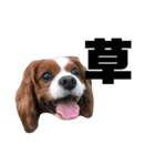 孤高のキャバリア犬、その名はジャック（個別スタンプ：7）