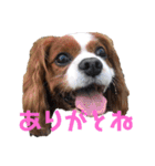 孤高のキャバリア犬、その名はジャック（個別スタンプ：8）