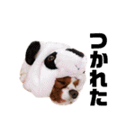 孤高のキャバリア犬、その名はジャック（個別スタンプ：9）
