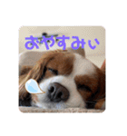 孤高のキャバリア犬、その名はジャック（個別スタンプ：11）