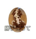 孤高のキャバリア犬、その名はジャック（個別スタンプ：12）