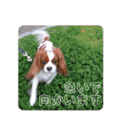 孤高のキャバリア犬、その名はジャック（個別スタンプ：13）