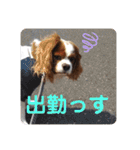 孤高のキャバリア犬、その名はジャック（個別スタンプ：14）