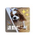 孤高のキャバリア犬、その名はジャック（個別スタンプ：15）