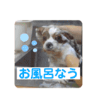 孤高のキャバリア犬、その名はジャック（個別スタンプ：16）