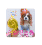 孤高のキャバリア犬、その名はジャック（個別スタンプ：17）