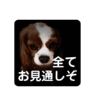 孤高のキャバリア犬、その名はジャック（個別スタンプ：18）