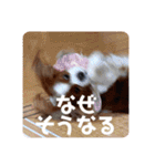 孤高のキャバリア犬、その名はジャック（個別スタンプ：19）
